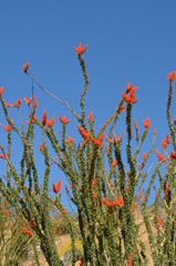Ocotillo2