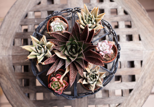 Wire basket full of small, potted succulents on a teak table