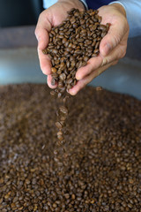Hands scooping coffee grains