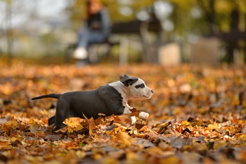 American staffordshire bull terrier