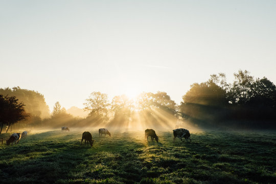 Sun Streaming in Foggy Field - Redux