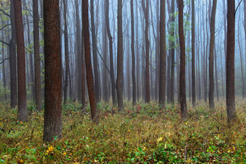 misty endless forest in fall season