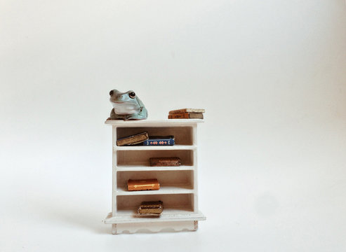 Cute Tree frog sitting on miniature book case