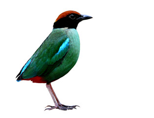 Hooded pitta (Pitta sordida) beautiful green bird with black head and red vented fully standing isolated on white background, fascinated nature