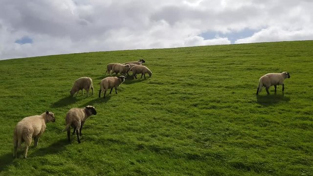 Emden Deich mit Schafherde