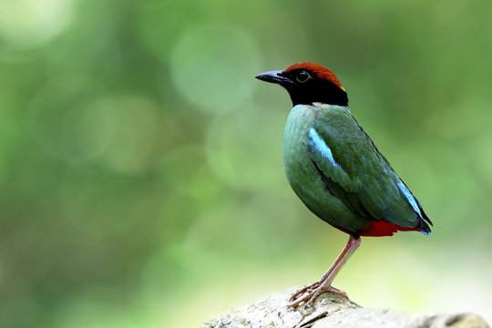 Hooded Pitta (Pitta sordida) beautiful green bird with black face brown head and red vent fully standing on tree root over blur bokeh background in nature