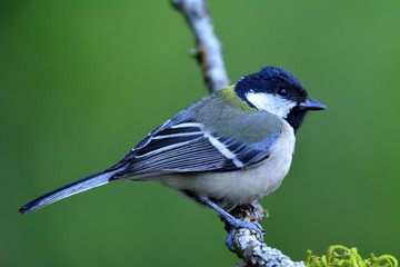 Japanese, Oriental or Great tit (Parus minor) Cute pale grey to yellow back with black head bird perching on branch over green blur background, beautiful nature