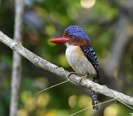 Male of Banded kingfisher (Lacedo pulchella) perching on vine loop watching his chicks in the nest hole