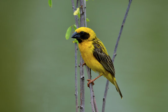 Male of Asian Golden Weaver, beautiful yellow bird perching on little sticks beside pond area with far blur brackground, exotic nature