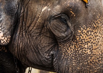 Fototapeta premium Ayutthaya Elephant 