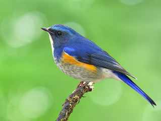 Male of Himalayan bluetail or orange-flanked bush-robin (Tarsiger rufilatus) beautiful blue bird with orange side feathers perching on the stick, exotic nature