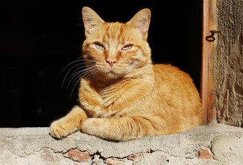 Gatto rosso sul davanzale della finestra al sole