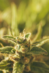 cannabis flower close up