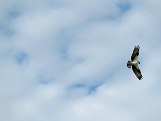 Osprey in Flight Ding Darling Wildlife Refuge Sanibel Florida