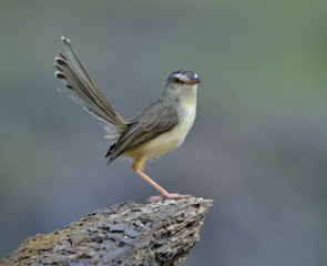 Plain Prinia (Prinia inornata) beautiful brown to yellow bird with tail wagging perching on the dirt over blur green background, amazing nature