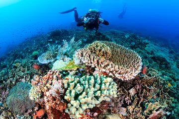 Türaufkleber SCUBA-Taucher mit einer Kamera, die über ein buntes, gesundes, tropisches Korallenriff schwimmt © whitcomberd