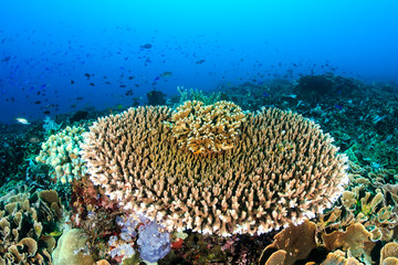 Naklejka na ściany i meble Healthy hard corals and fish on a tropical reef