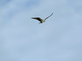 Osprey in Flight Ding Darling Wildlife Refuge Sanibel Florida