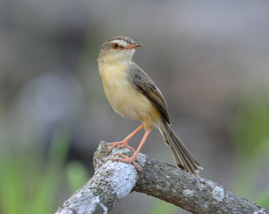 Plain Prinia (Prinia inornata) beautiful grey bird perching on branch in paddy field in fine lighting environment, fascinated creature