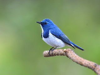 Ultamarine Flycatcher (superciliaris ficedula) a beautiful blue  bird perching on the end of pile branch over blur green background in the nature, fascinated creature