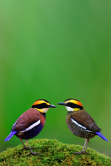 Vertical setting for sweet pair of Malayan Banded Pitta (Hydrornis guajana) beautiful multiple color birds in Thailand and south east asia, amazing nature