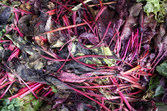 colorful compost