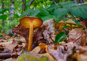 Autumn mushrooms