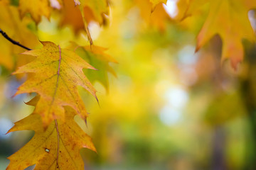 Orange leaves on a blurred nature