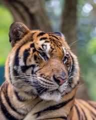 Thailand Bengal Tiger