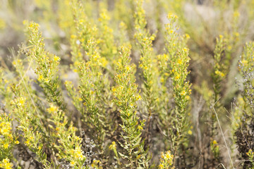 Wild plant with yellow flowers