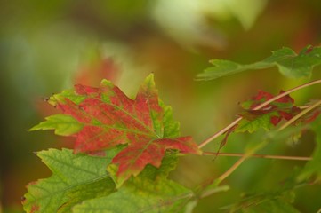 Red Green Leaf Fall