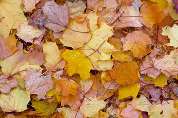 Autumn leaves on the ground