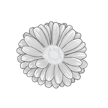 Hand-drawing vector flower chamomile. Element for design.