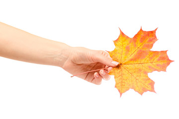 Autumn leaves female hand