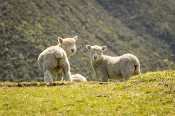 NZ Lambs