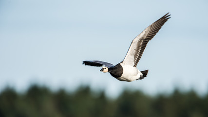 Barnacle Goose