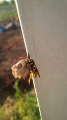 l'ape e la costruzione del favo