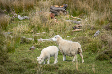 Obraz premium Lamb Grazing, New Zealand