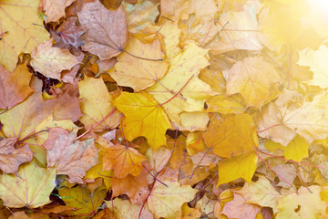 Autumn leaves on the ground