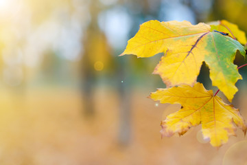 Obraz premium Yellow green leaves on a blurred nature