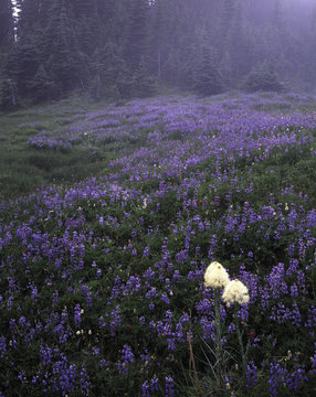 mountain subalpine meadow with bear grass (xerophyllum) lupine (lupinus) American bistort