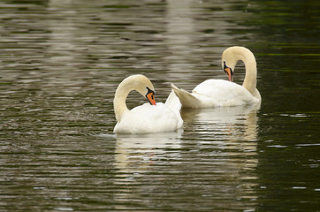 Swan floating on the lake.