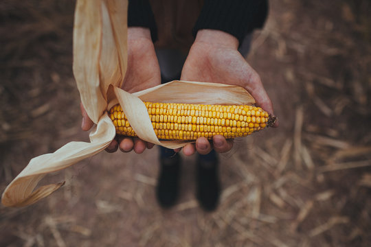 Woman holding corn with husk in her hands