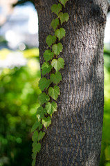 蔦と木