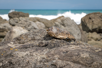 Dead Fish, New Zealand Coast 