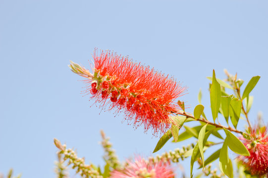 Calistemon Bilder Durchsuchen 79 Archivfotos, und