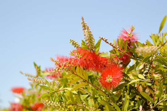 Colorful beautiful Callistemon natural exotic blooming flower bush vibrant abstract background, closeup photo