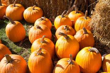 autumn_snapshots
