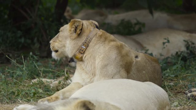  Wild lioness wearing a tracking collar relaxing with her pride in Zambia