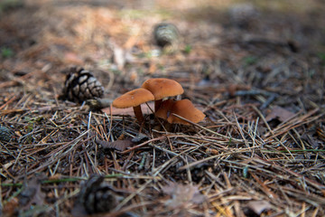 Mushroom in pine forest